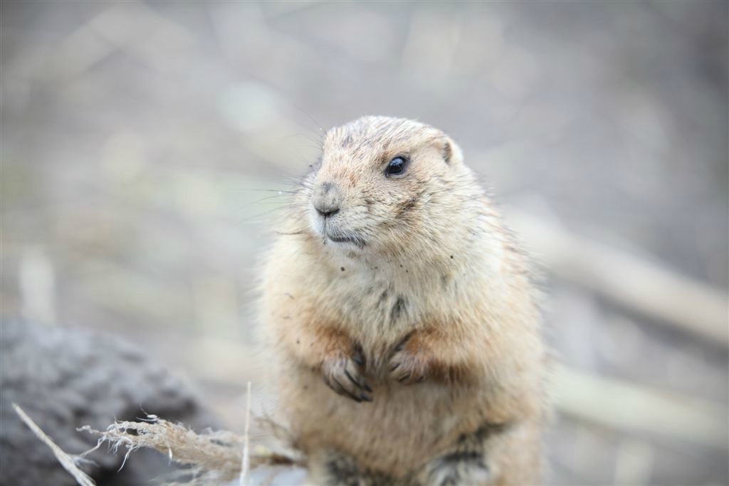 Dieren