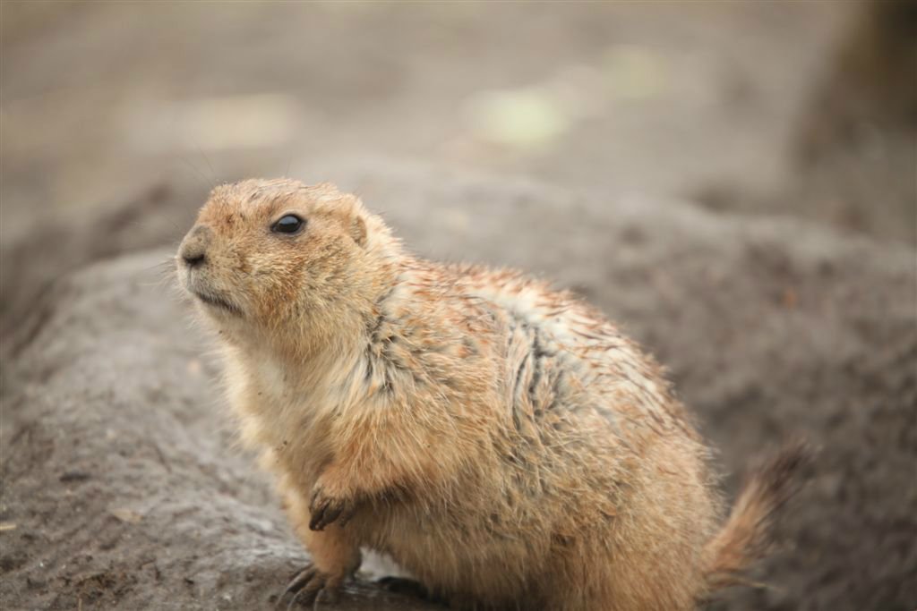 Dieren