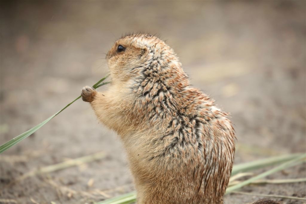 Dieren