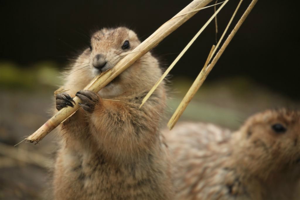 Dieren
