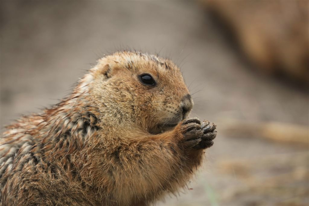 Dieren