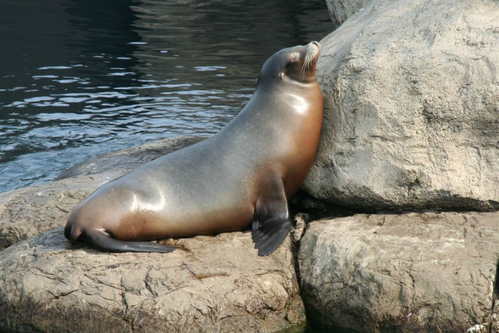 Dieren