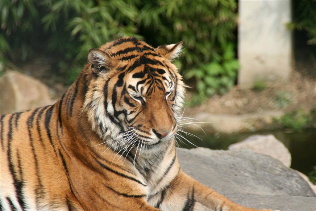 Dieren