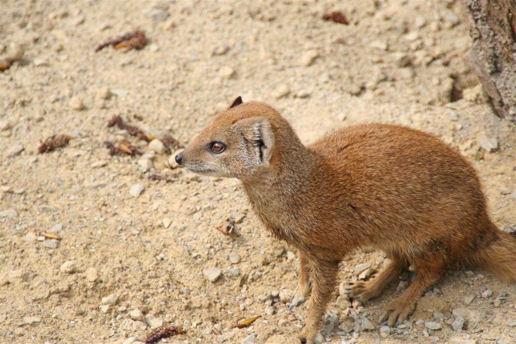 Dieren