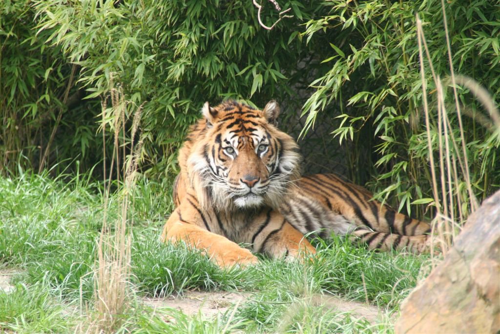 Dieren