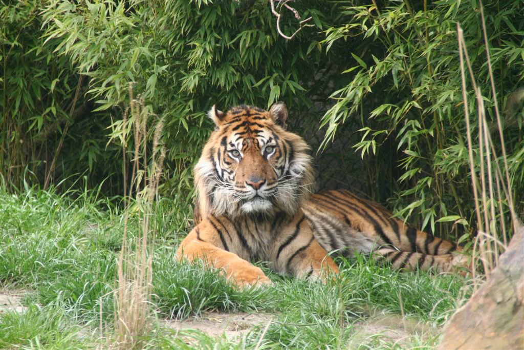 Dieren