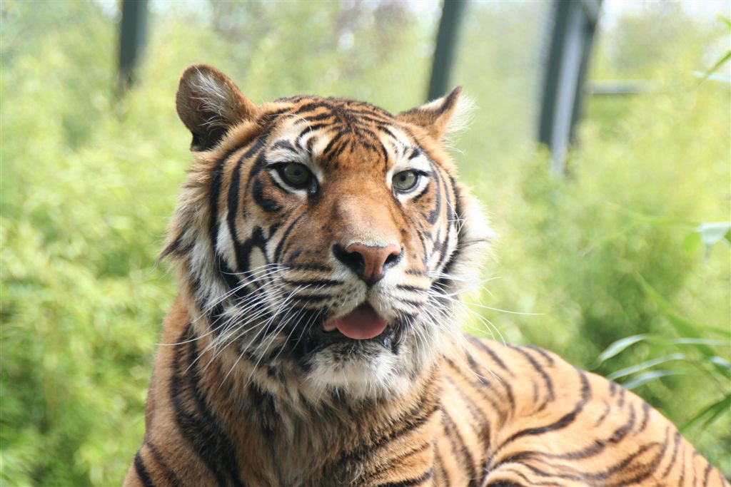 Dieren
