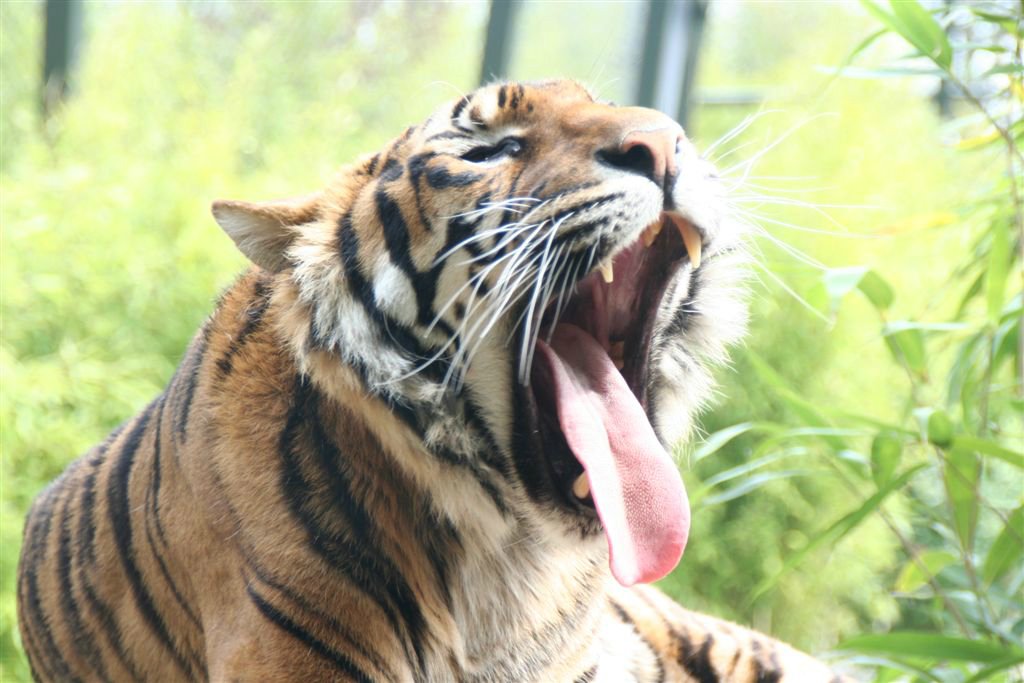 Dieren
