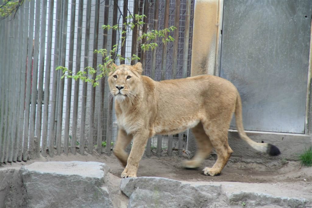 Dieren